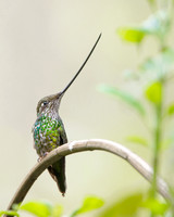Sword-billed Hummingbird