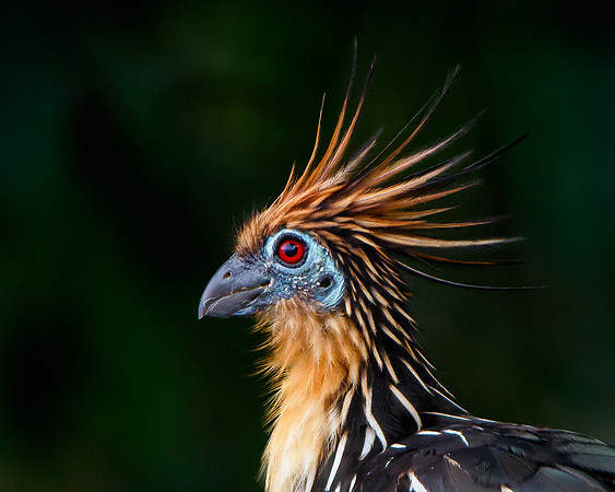 Hoatzin