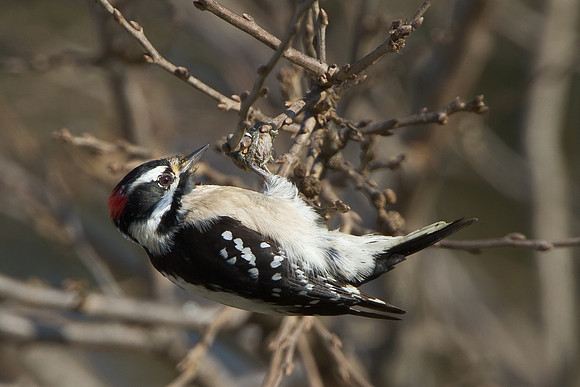 Downy Wookpecker