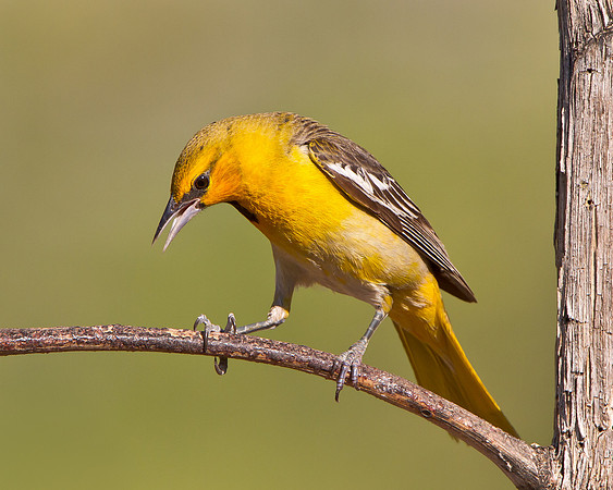 Bullock's Oriole