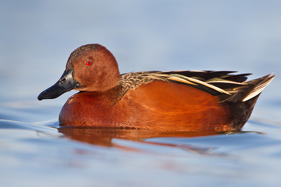 Cinnamon Teal
