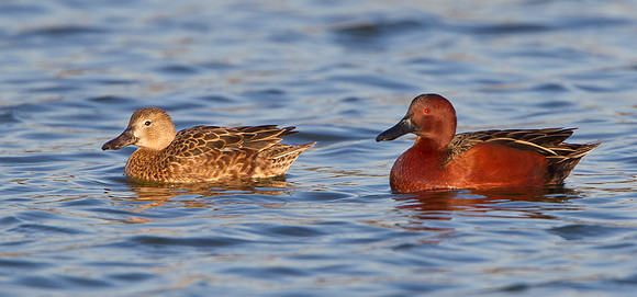 Cinnamon Teal, female & male