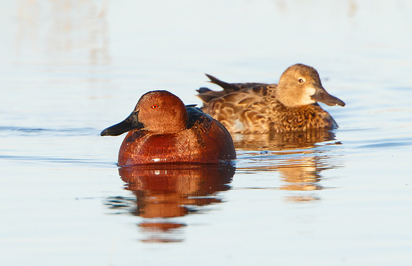 Cinnamon Teal, male and femaie