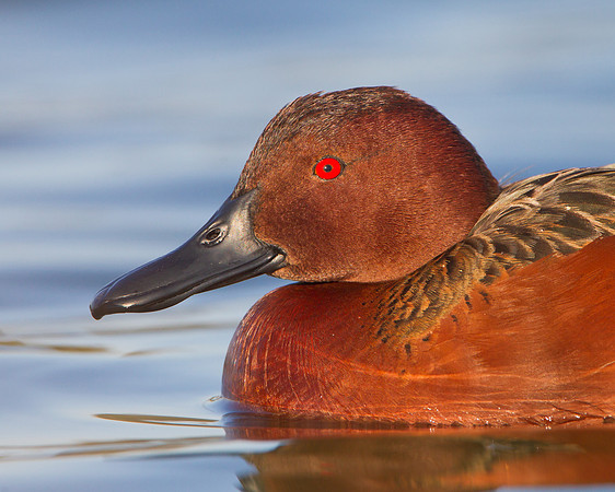 Cinnamon Teal