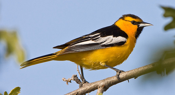 Bullock's Oriole
