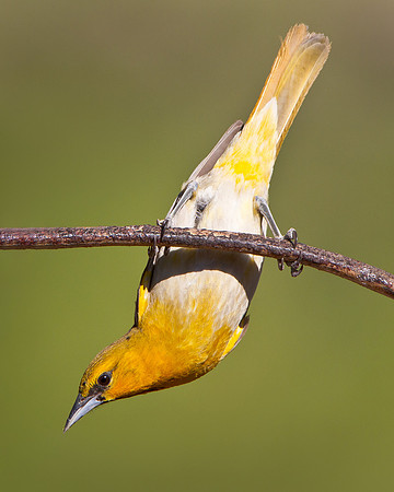Bullock's Oriole