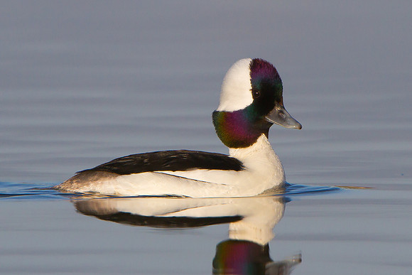 Male Bufflehead