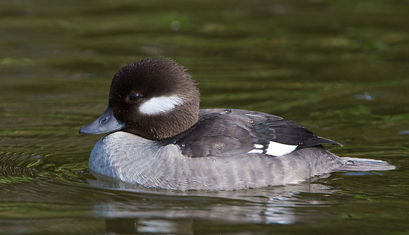 Bufflehead, female