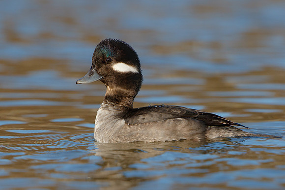 Bufflehead, female