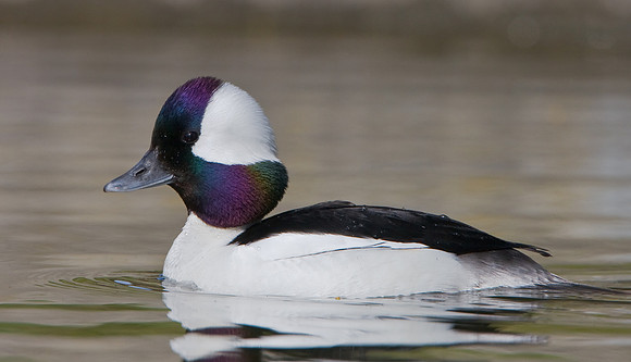 Bufflehead, male