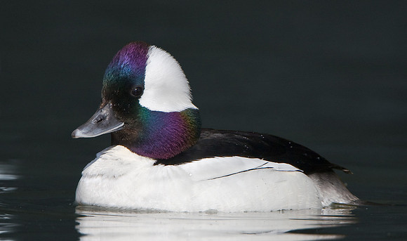 Bufflehead, male