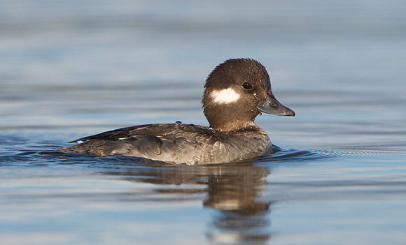 Bufflehead, female