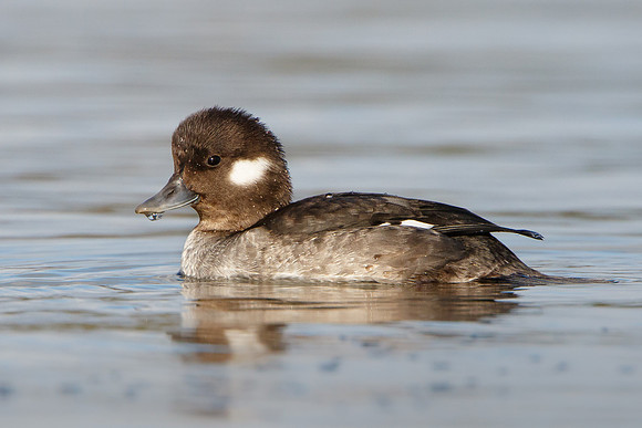 Bufflehead, female