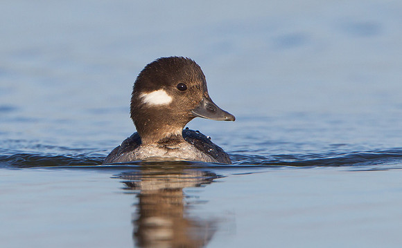 Bufflehead, female