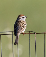Chipping Sparrow