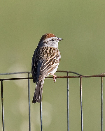 Chipping Sparrow