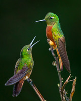 A pair of bickering Chestnut-breasted Coronets