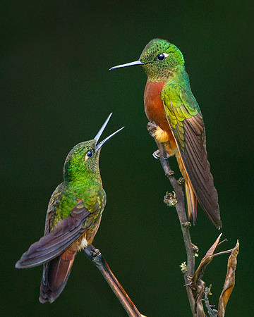 A pair of bickering Chestnut-breasted Coronets