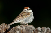 Chipping Sparrow