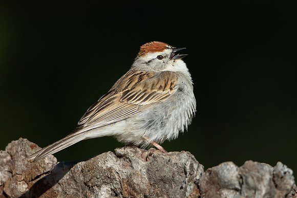 Chipping Sparrow