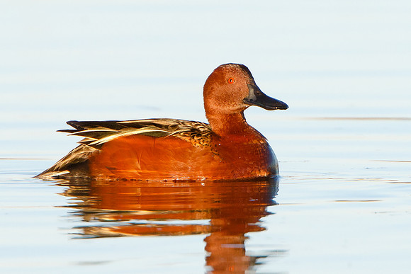 Cinnamon Teal, male
