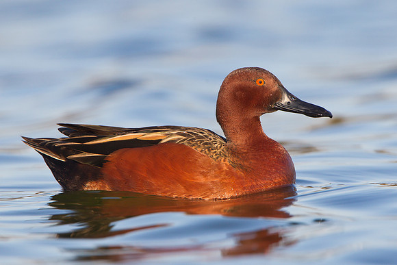 Cinnamon Teal