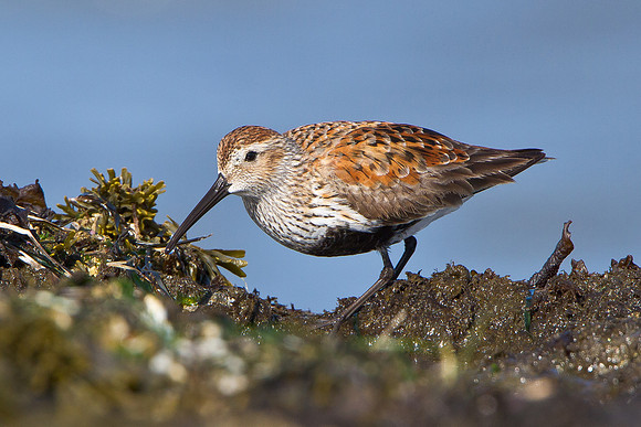 Dunlin