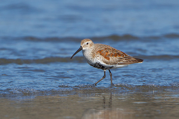 Dunlin