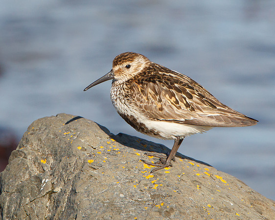 Dunlin