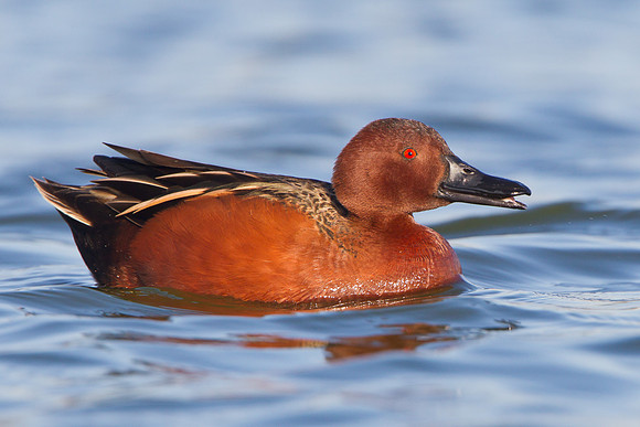 Cinnamon Teal