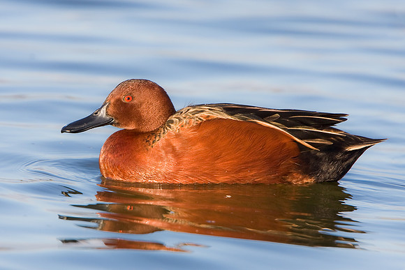 Cinnamon Teal