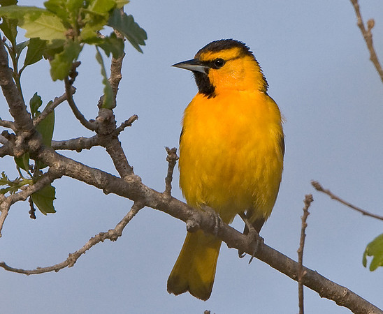 Bullock's Oriole