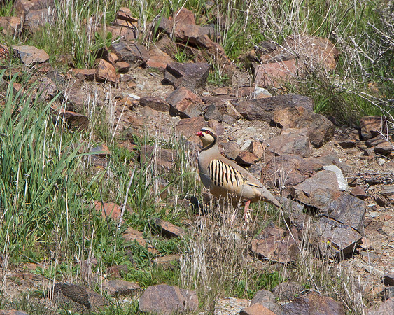 Chukar