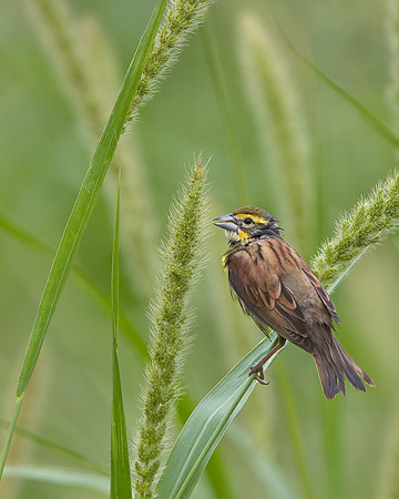 Dickcissel