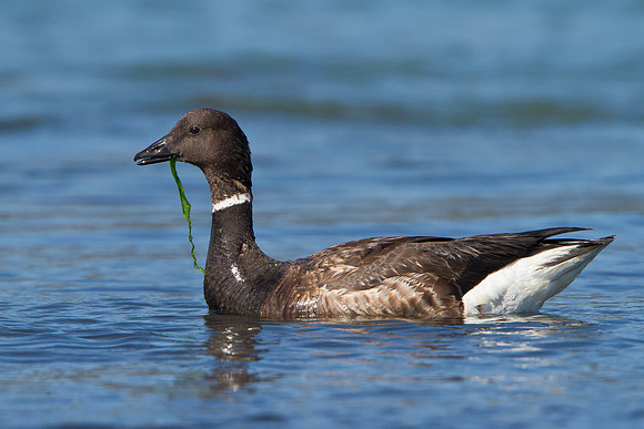 Brant