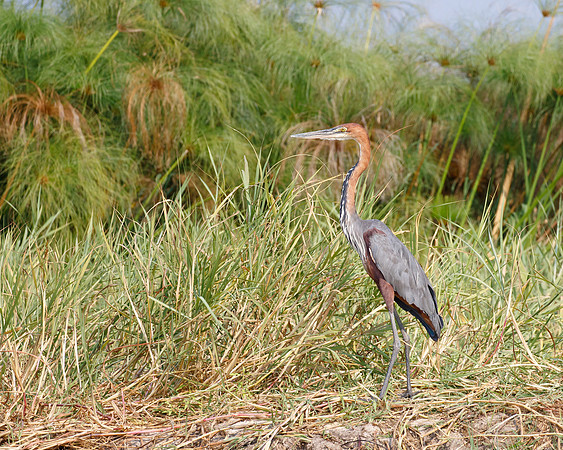 Golliath Heron -- the world's largest heron