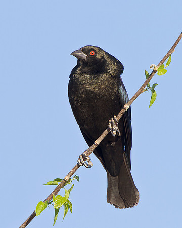 Bronzed Cowbird