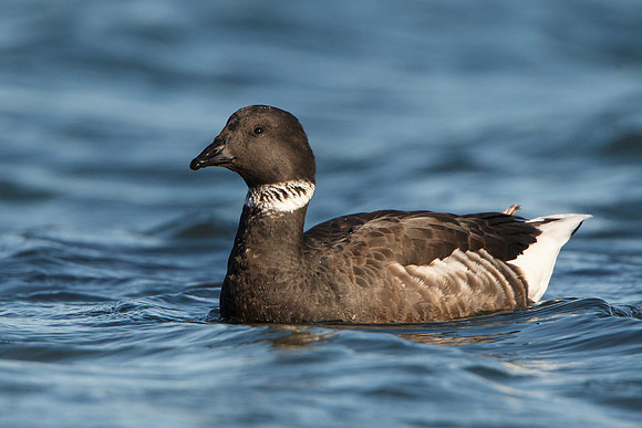 Brant
