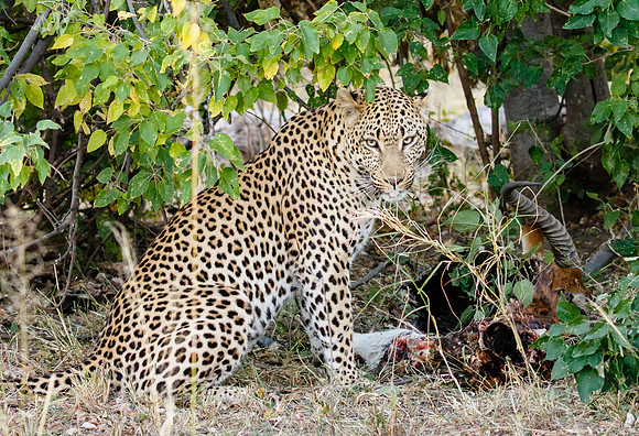 Leopard, with prey (Red Lechwe antelope)