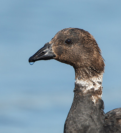 Brant