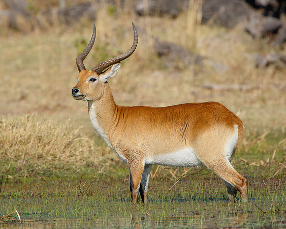 Red Lechwe