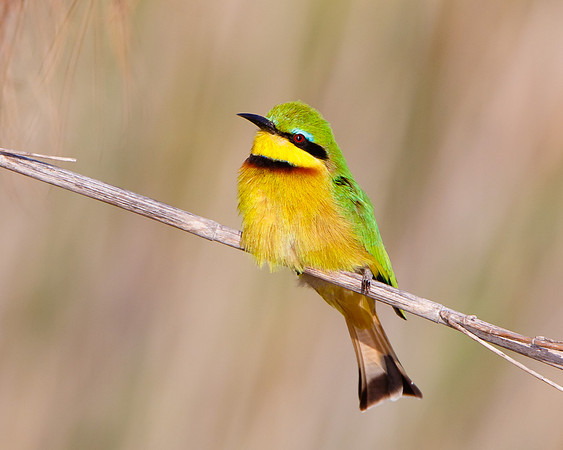 Little Bee-eater