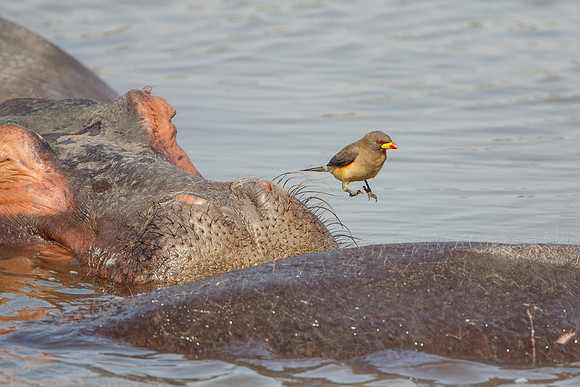Yellow-billed Oxpecker, hopping from one Hippo to another