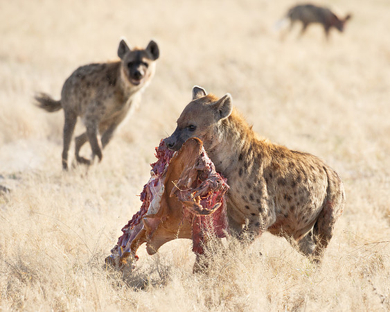 Hyena with prey (Impala); a second Hyena and African Wild Dog in background