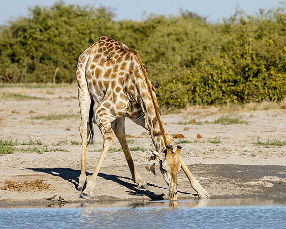Giraffe drinking (accompanied by 13 Oxpeckers)