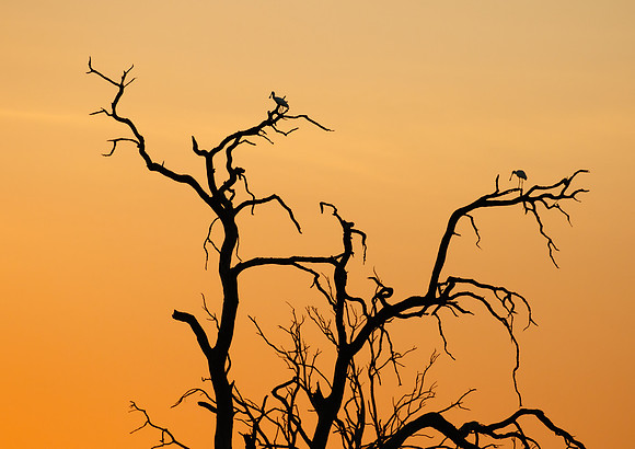 African Spoonbills