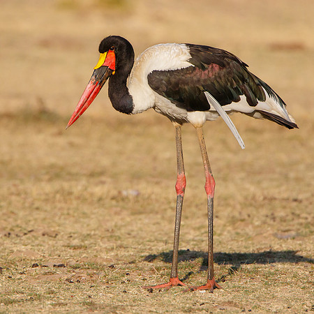 Saddle-billed Stork