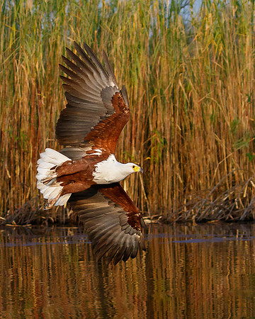 African Fish Eagle, banking as it swoops down over the river to catch a fish.