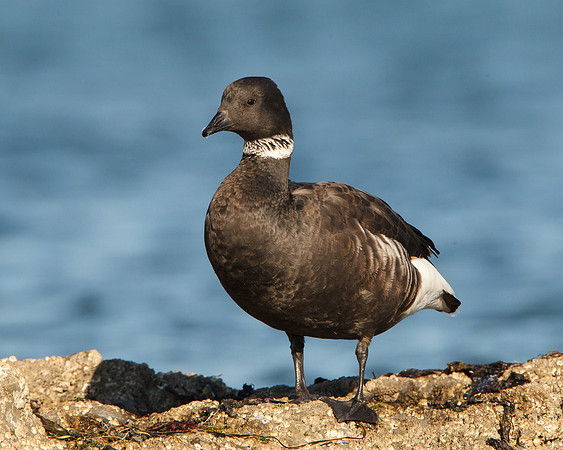 Brant