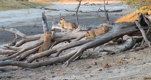 Young lions playing in riverbed